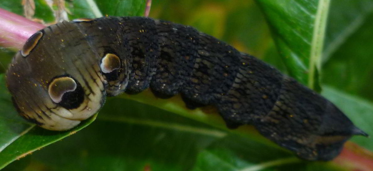 Elephant Hawkmoth caterpillar