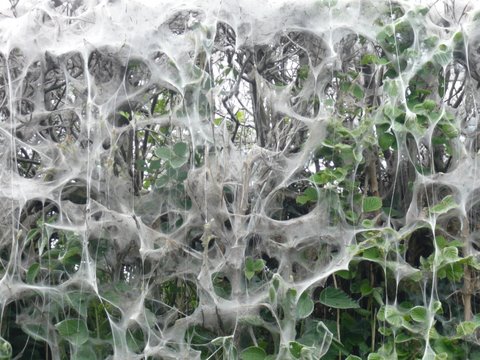 Bird-Cherry Ermine Moth web 1