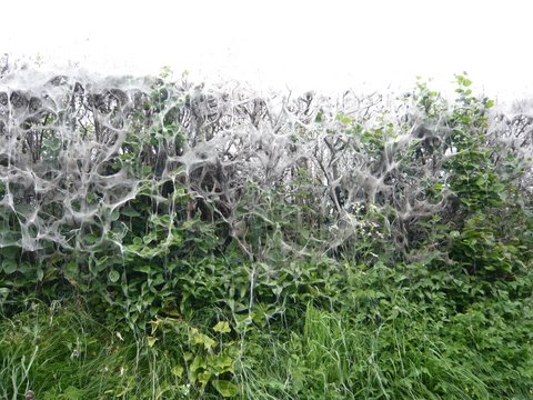 Bird-Cherry Ermine Moth web 2