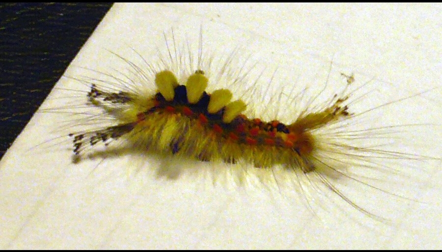 Caterpillar of Vapourer moth